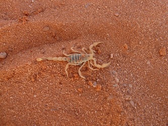 Dedetização de escorpião